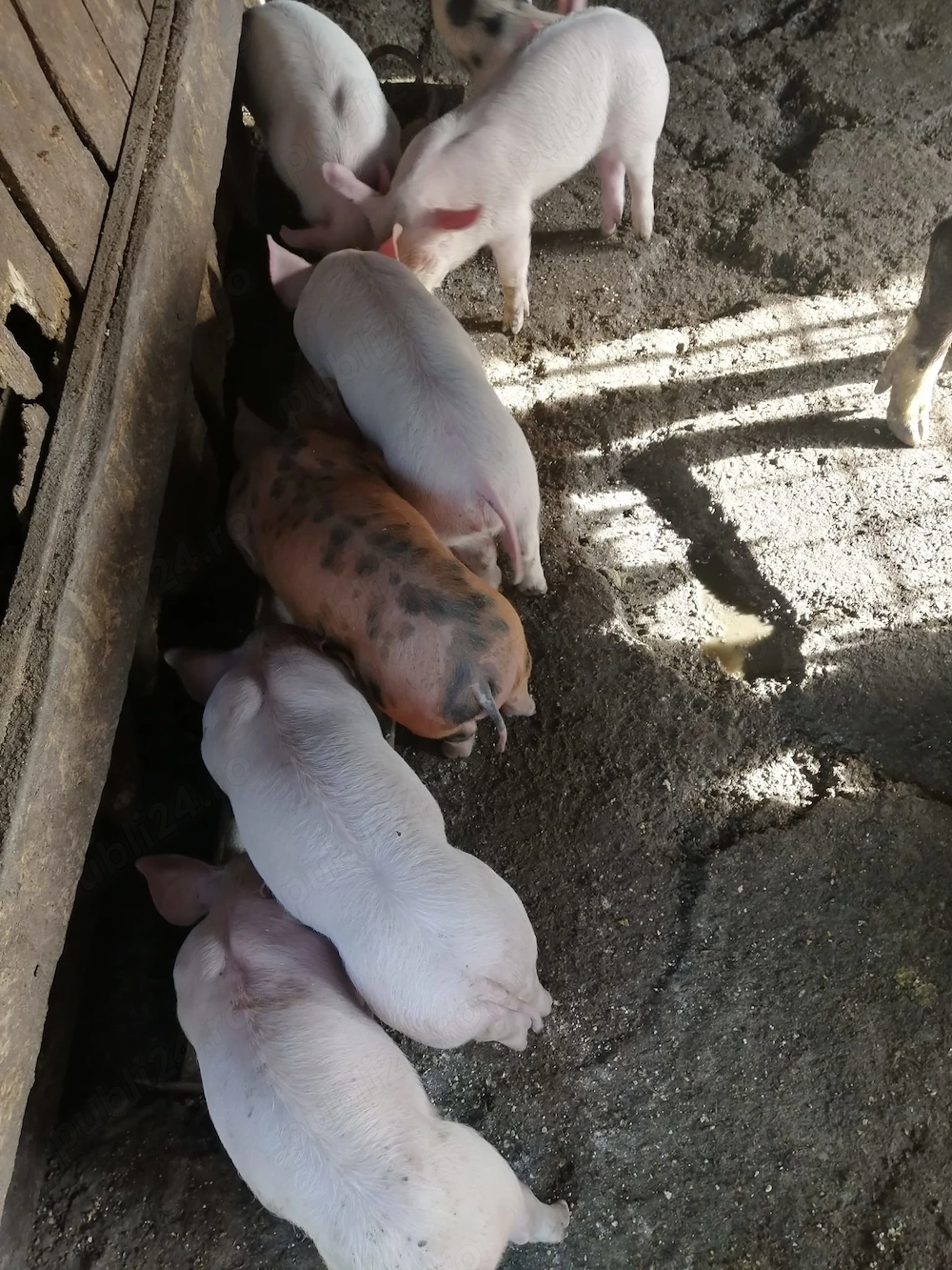 Purcei de vânzare 