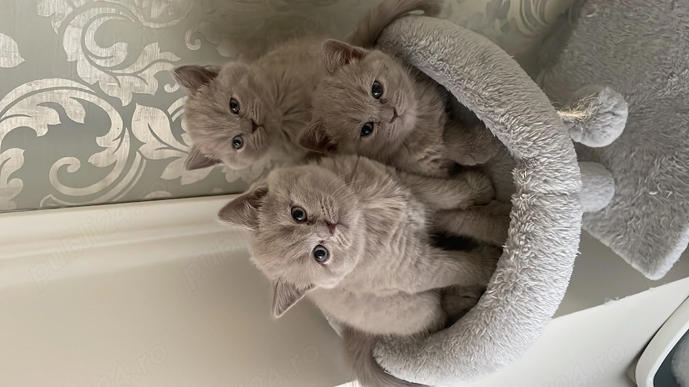 Pisicute British shorthair 