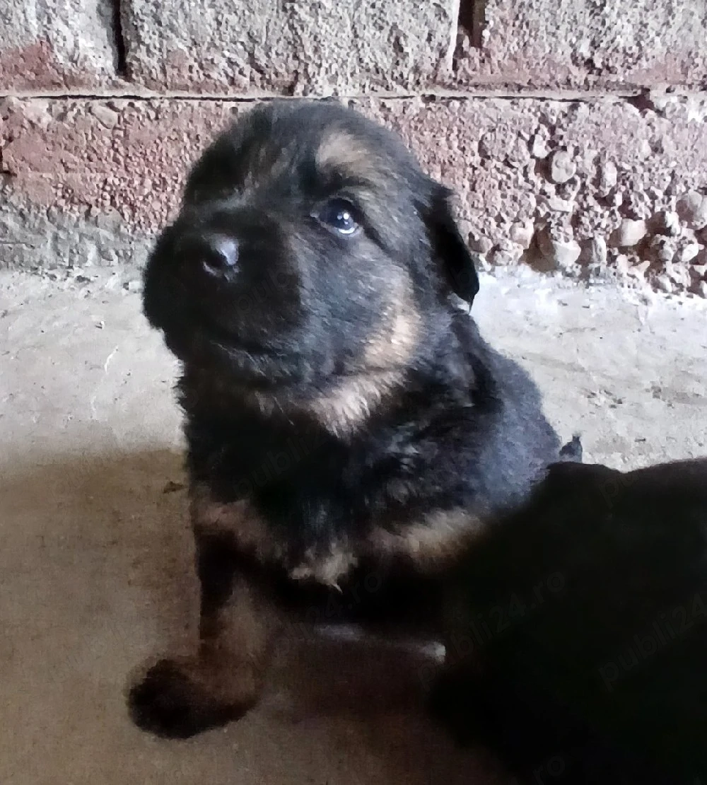pui ciobanesc german