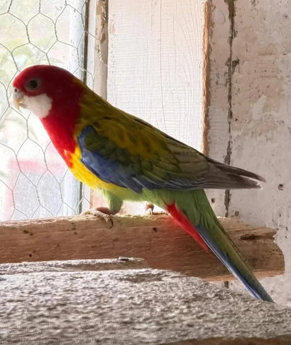 Pereche rosella 