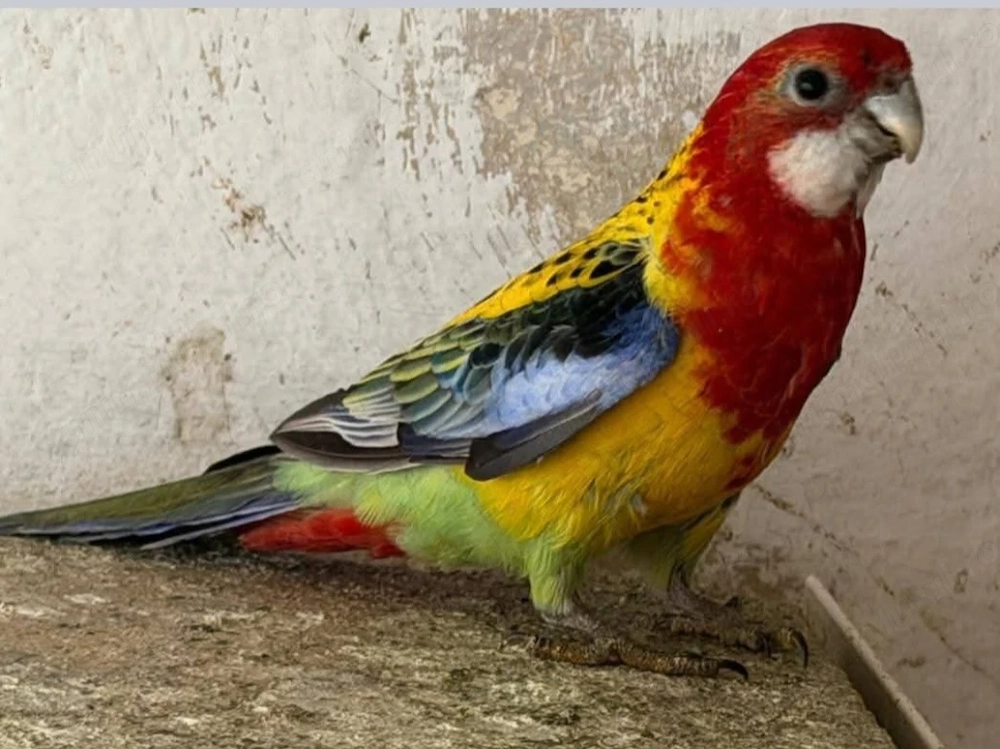 Pereche rosella 