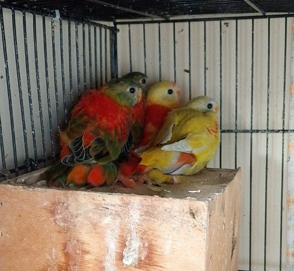 papagali neophema 