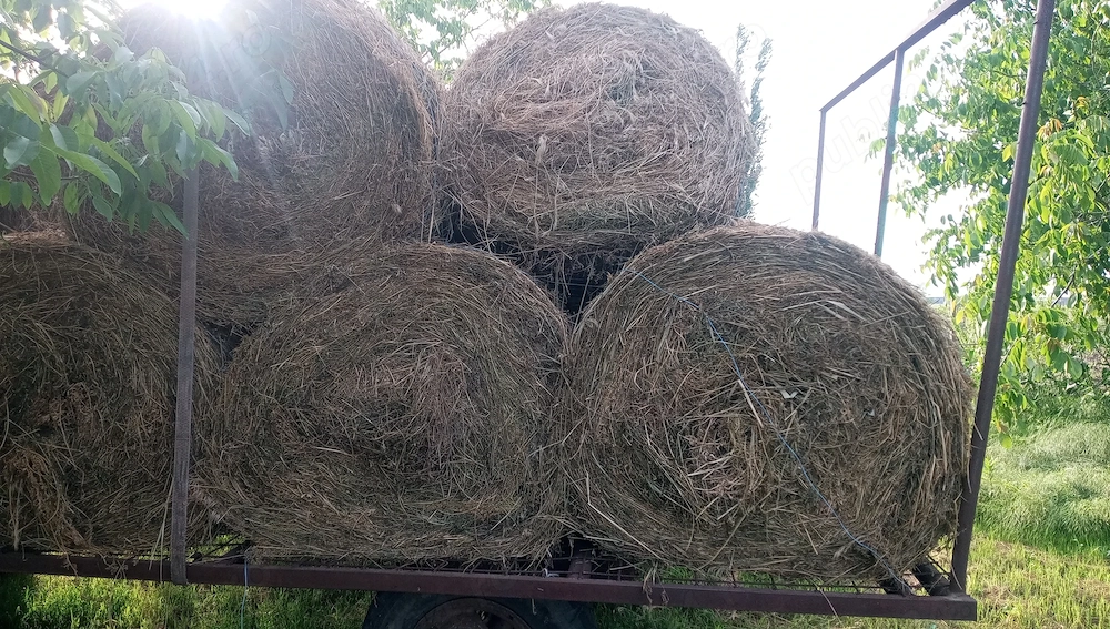 vând baloți de lucernă și iarba