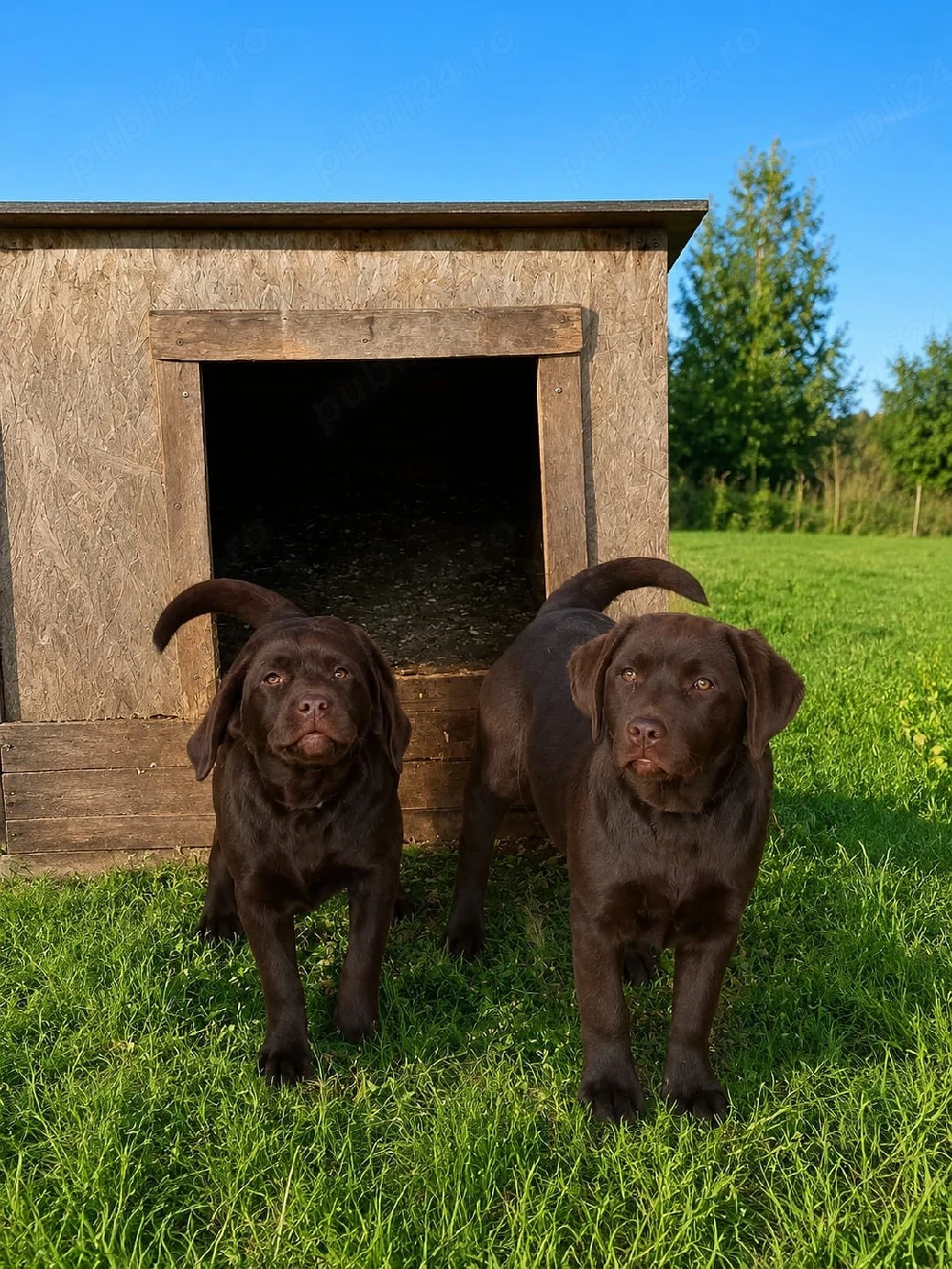 Labrador pedigree export