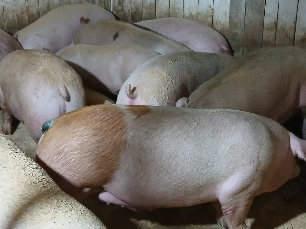 porci de carne 