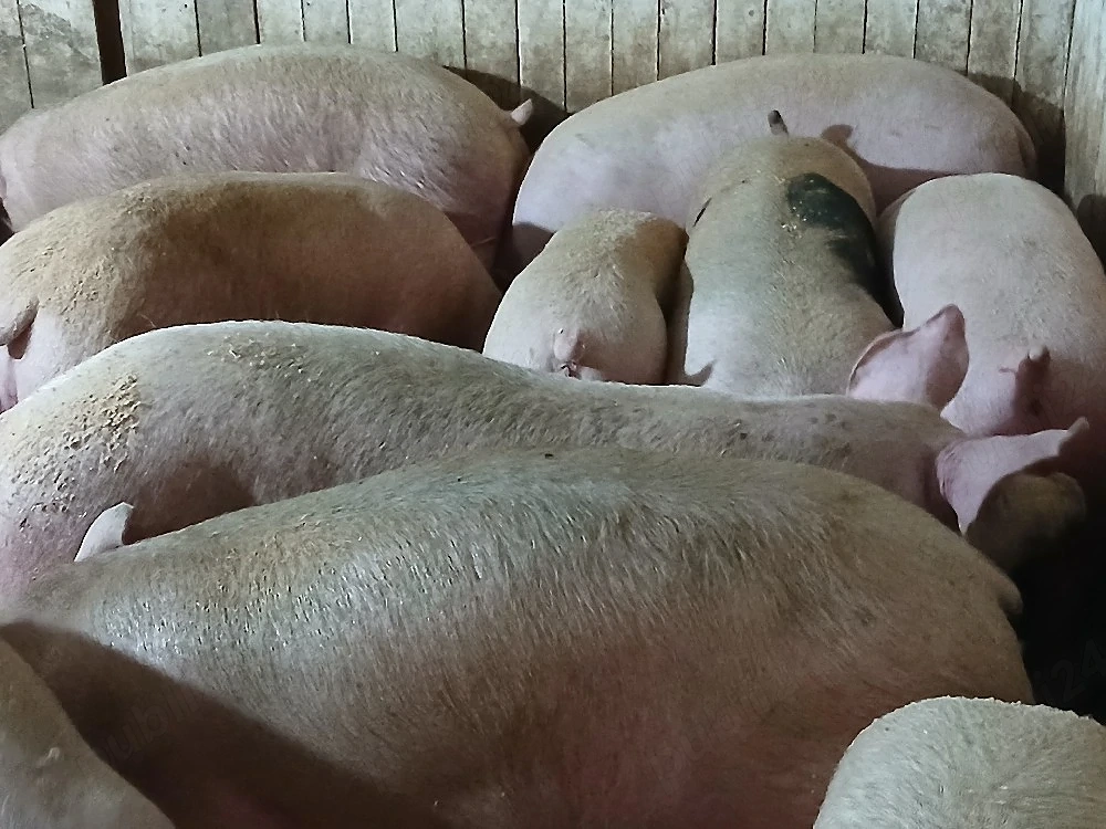 porci de carne 