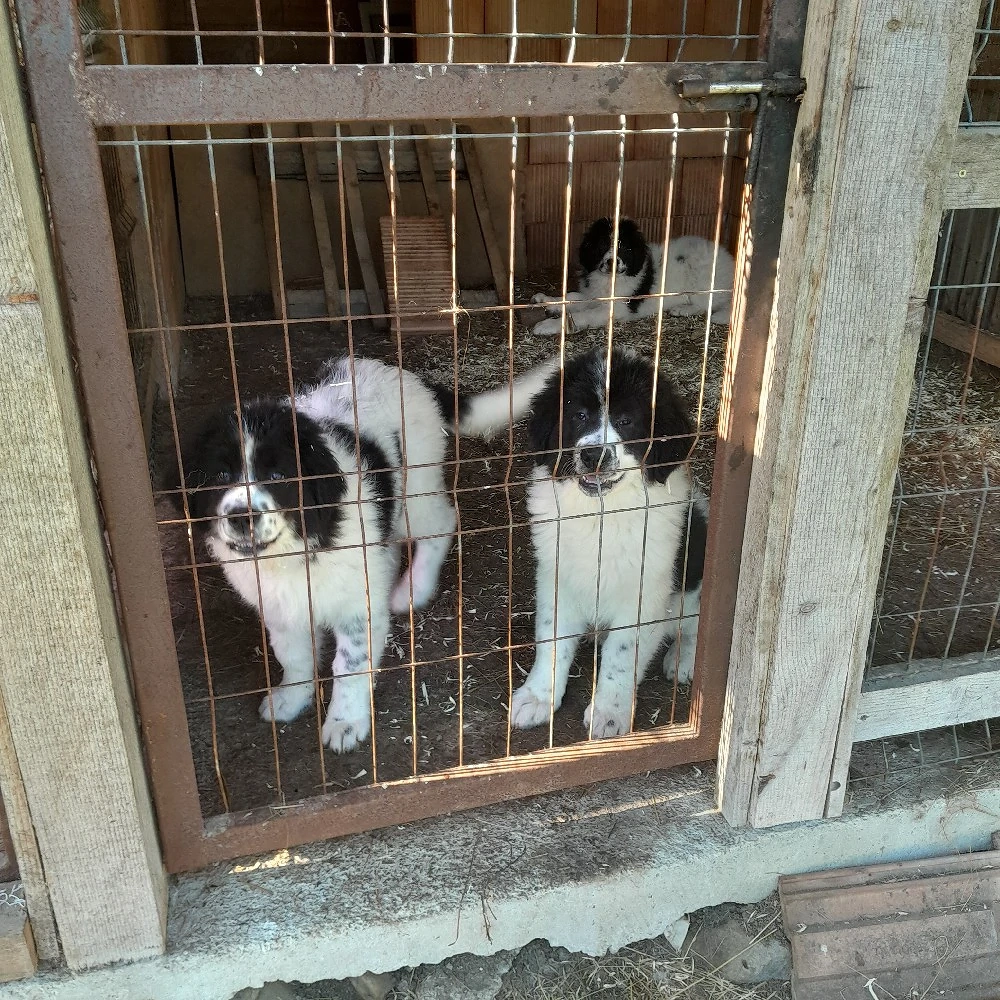 Ciobănesc de Bucovina 
