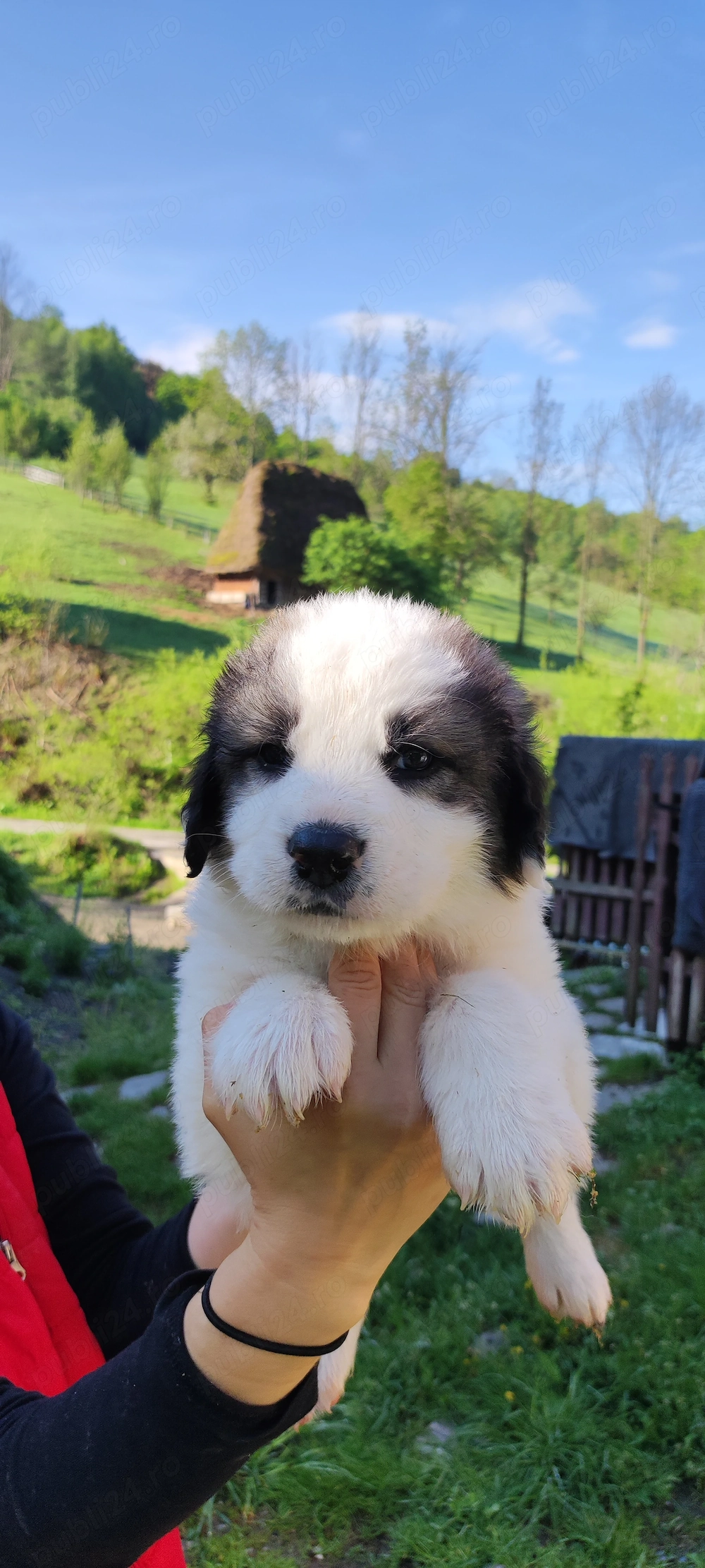 Pui Ciobanesc de Bucovina pentru proprietari responsabil 6 săptămâni