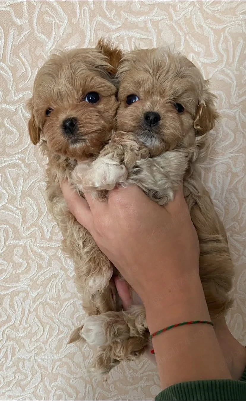 Fetita si baietel maltipoo mini