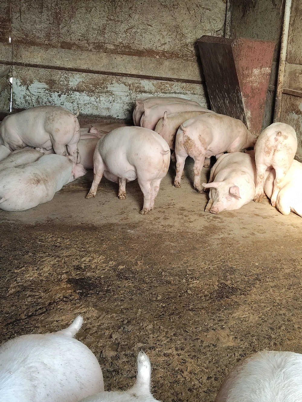 Porci și purcei de carne 