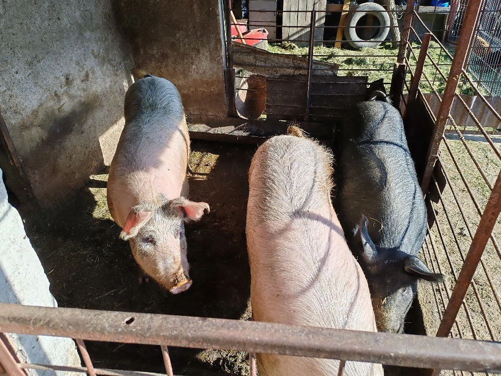 Porci de vânzare! 