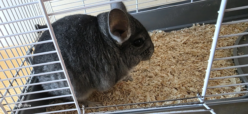 Vand chinchilla 