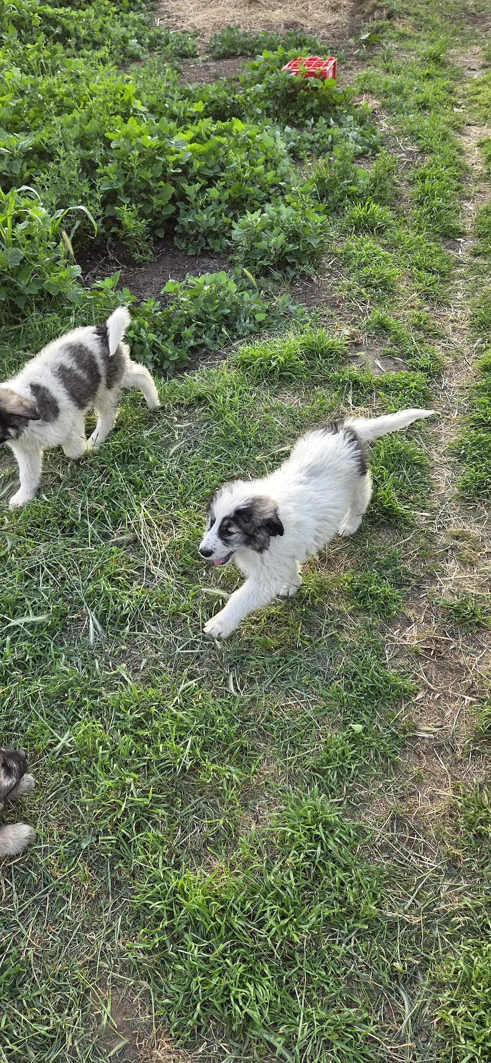 Pui ciobănesc mioritic 