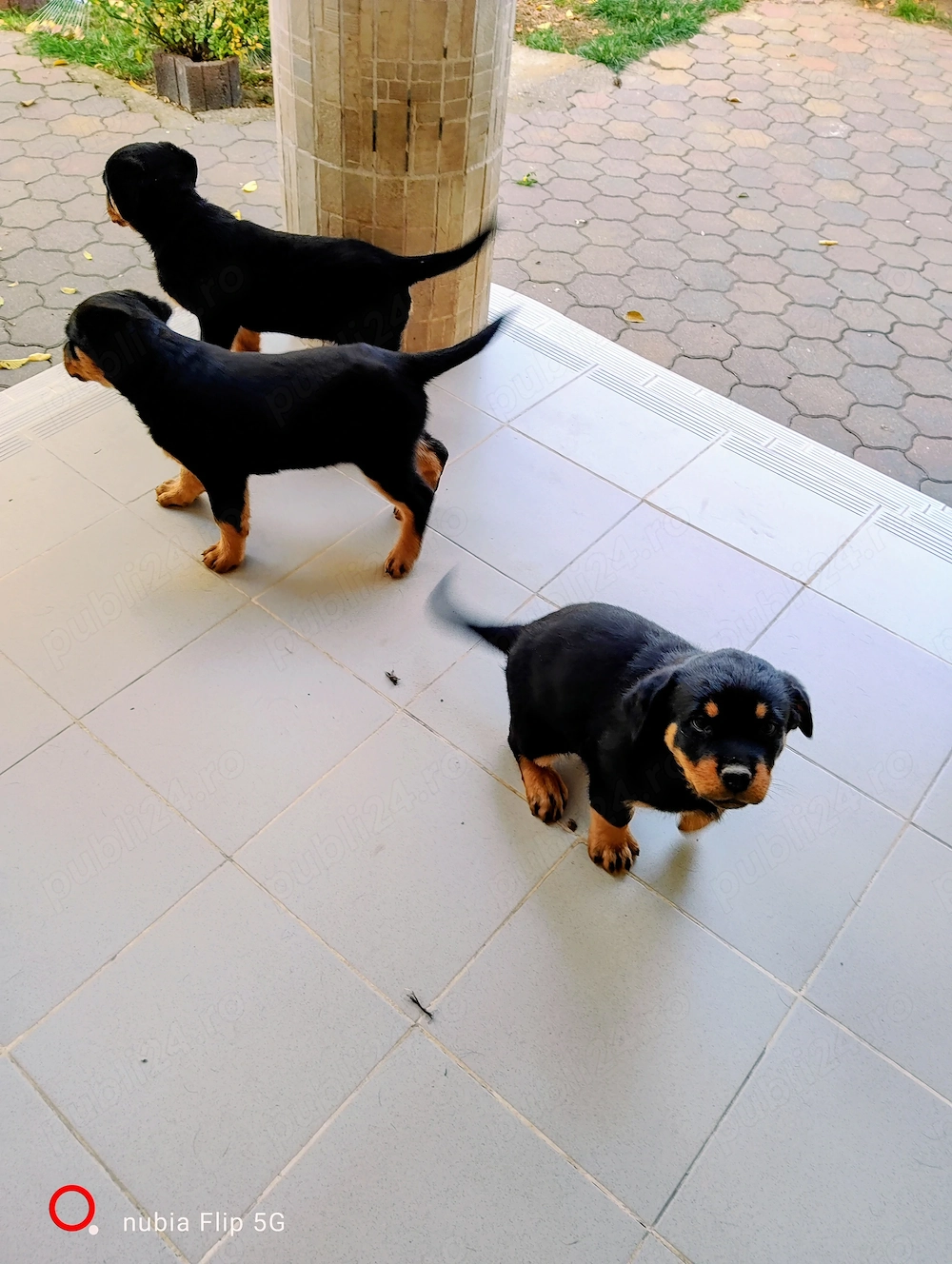 Vand pui catelusi, rasa Rottweiler,masculi si femele.