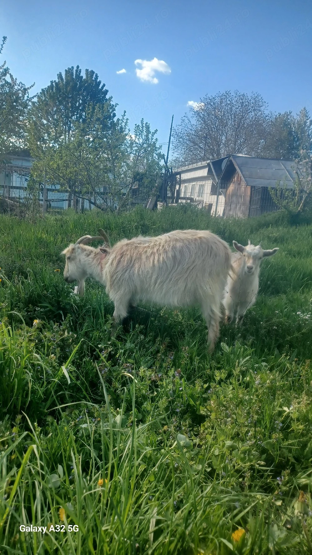 vînd capră cu tot cu ieduță