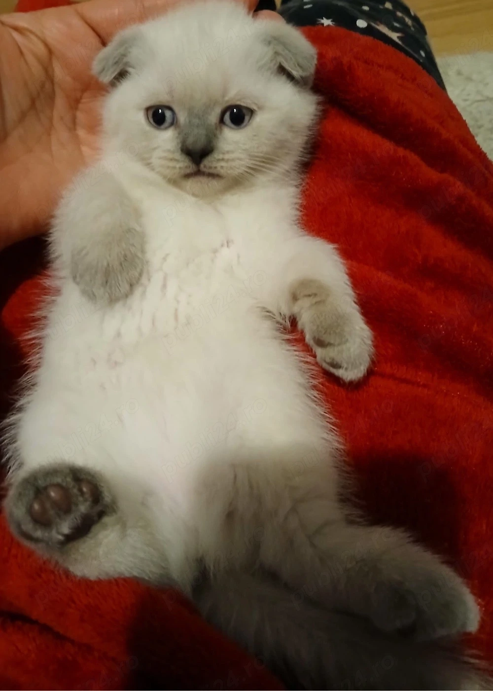 scottish fold color point