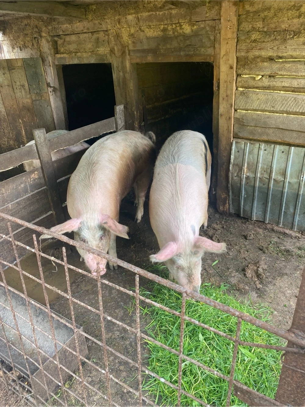 Vand porci 