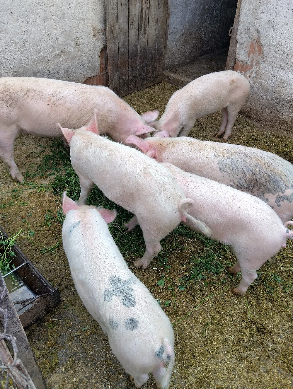 de vinzare porci