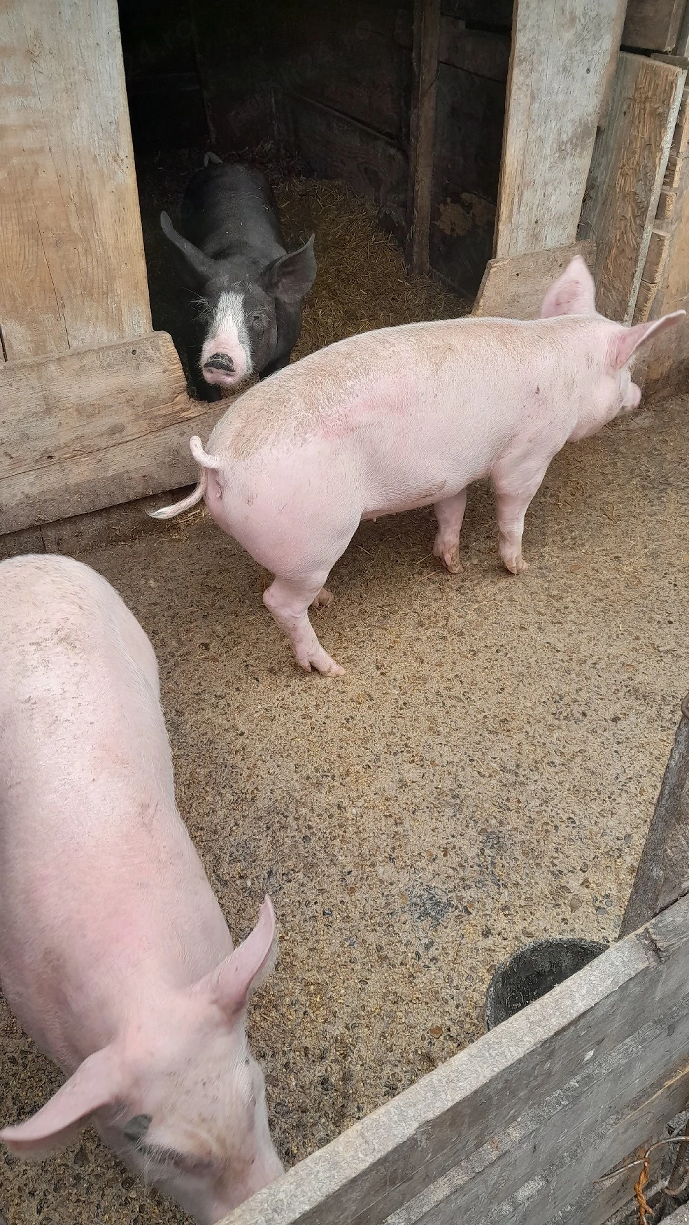 Purcei de vânzare 35  40 kg 