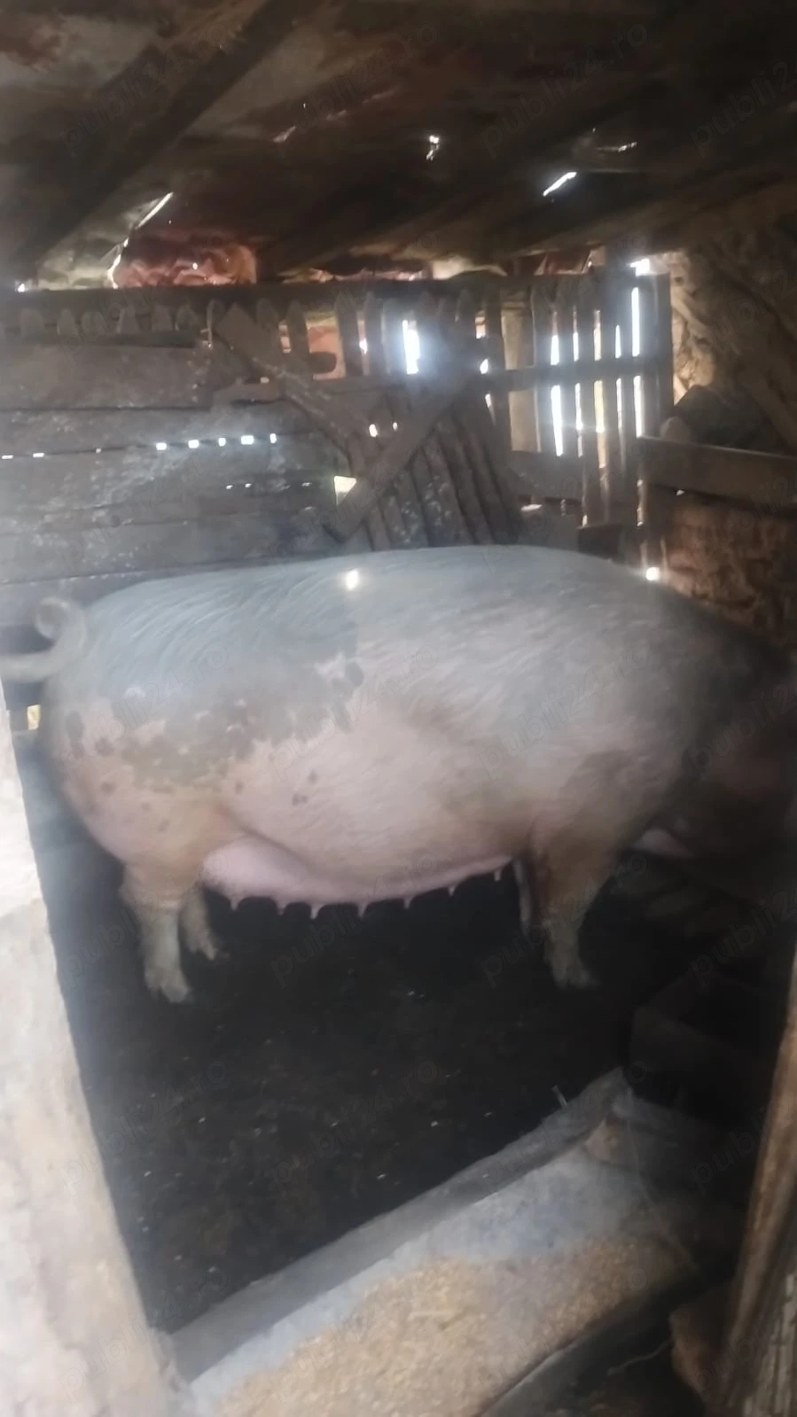 purcea de vânzare 