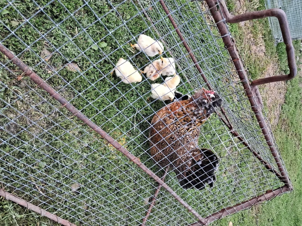 Cloșca cu puii si cocosel 