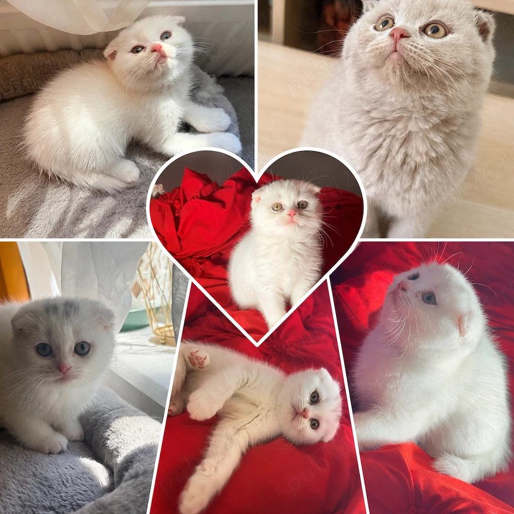 Scottish fold 