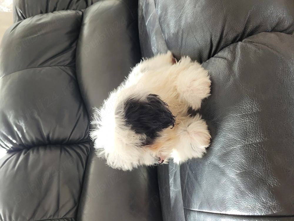 Căței Bichon Havanez