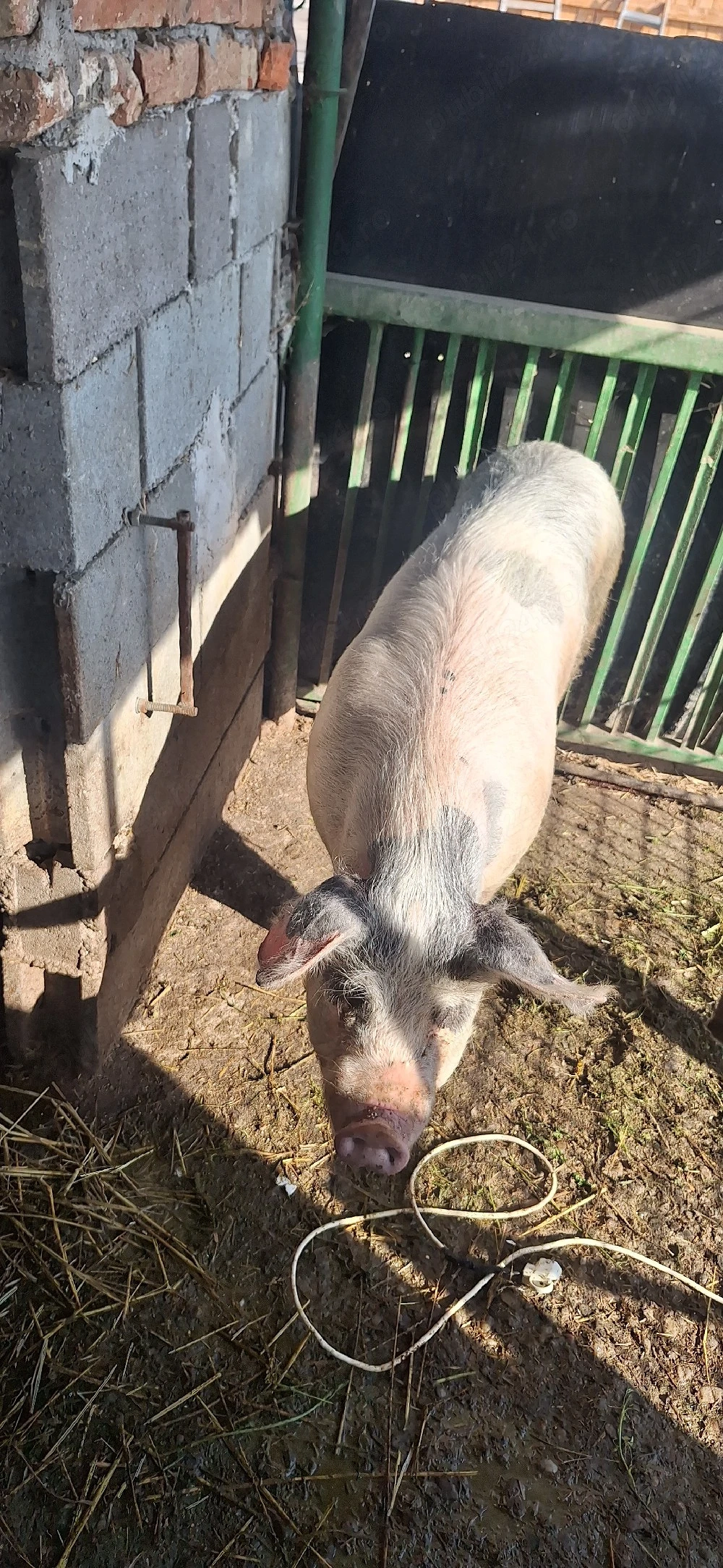 porc gras 