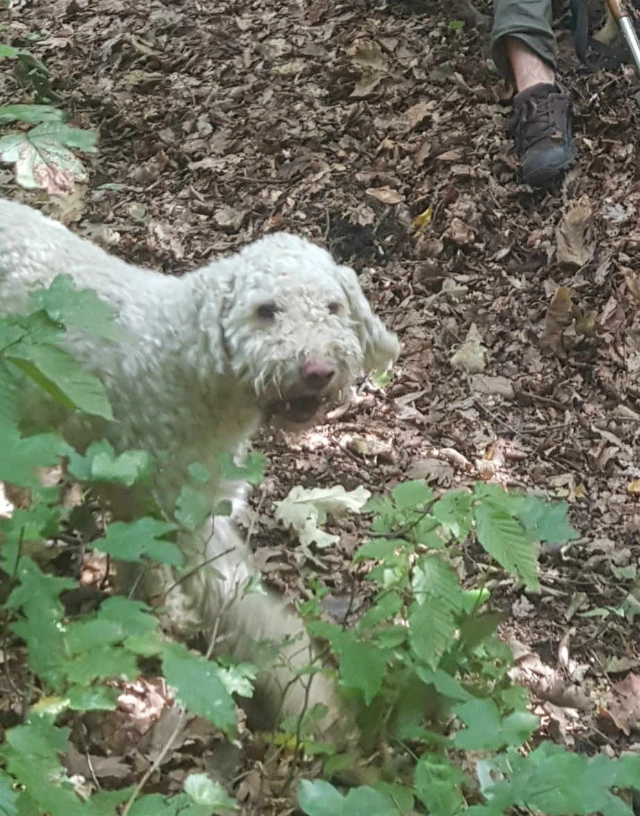 Vand mascul lagotto romagnolo cu  3 sezoane la trufa alba si neagra