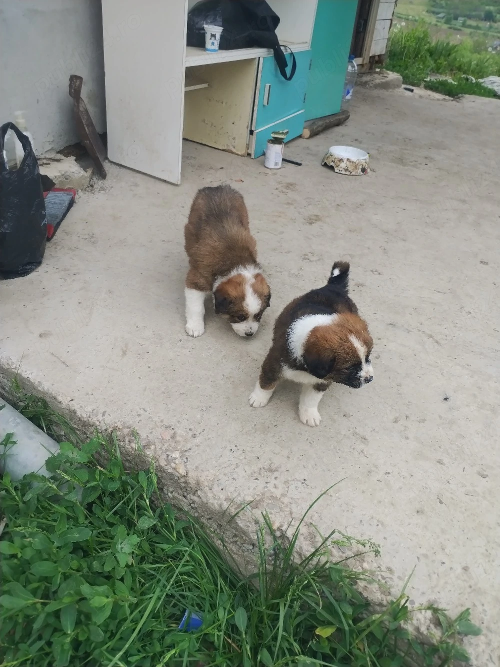 dau. spre. adoptie.  3. catelusii