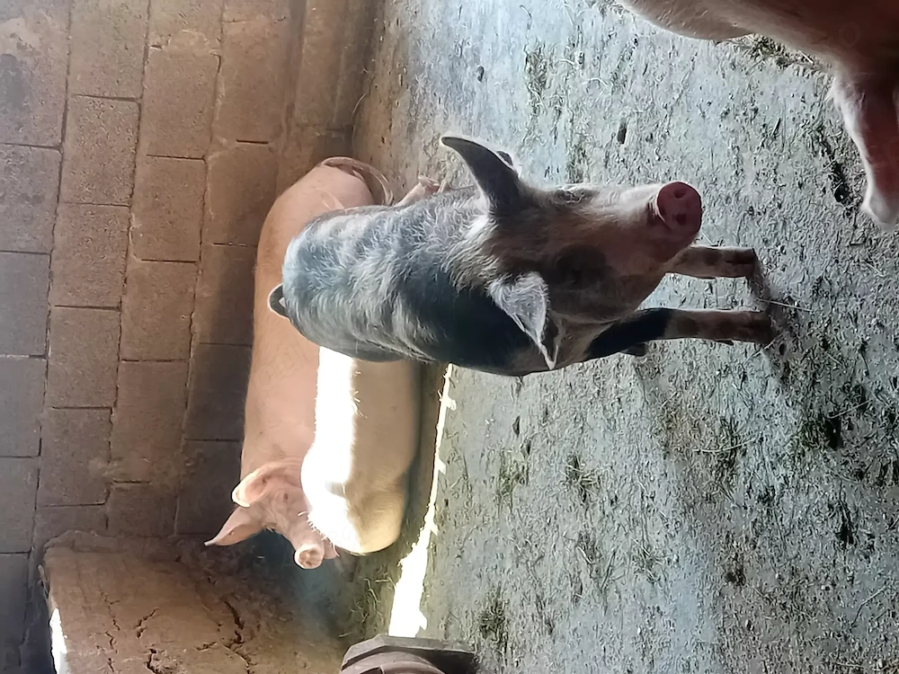 Vând porci 80 90 kg 