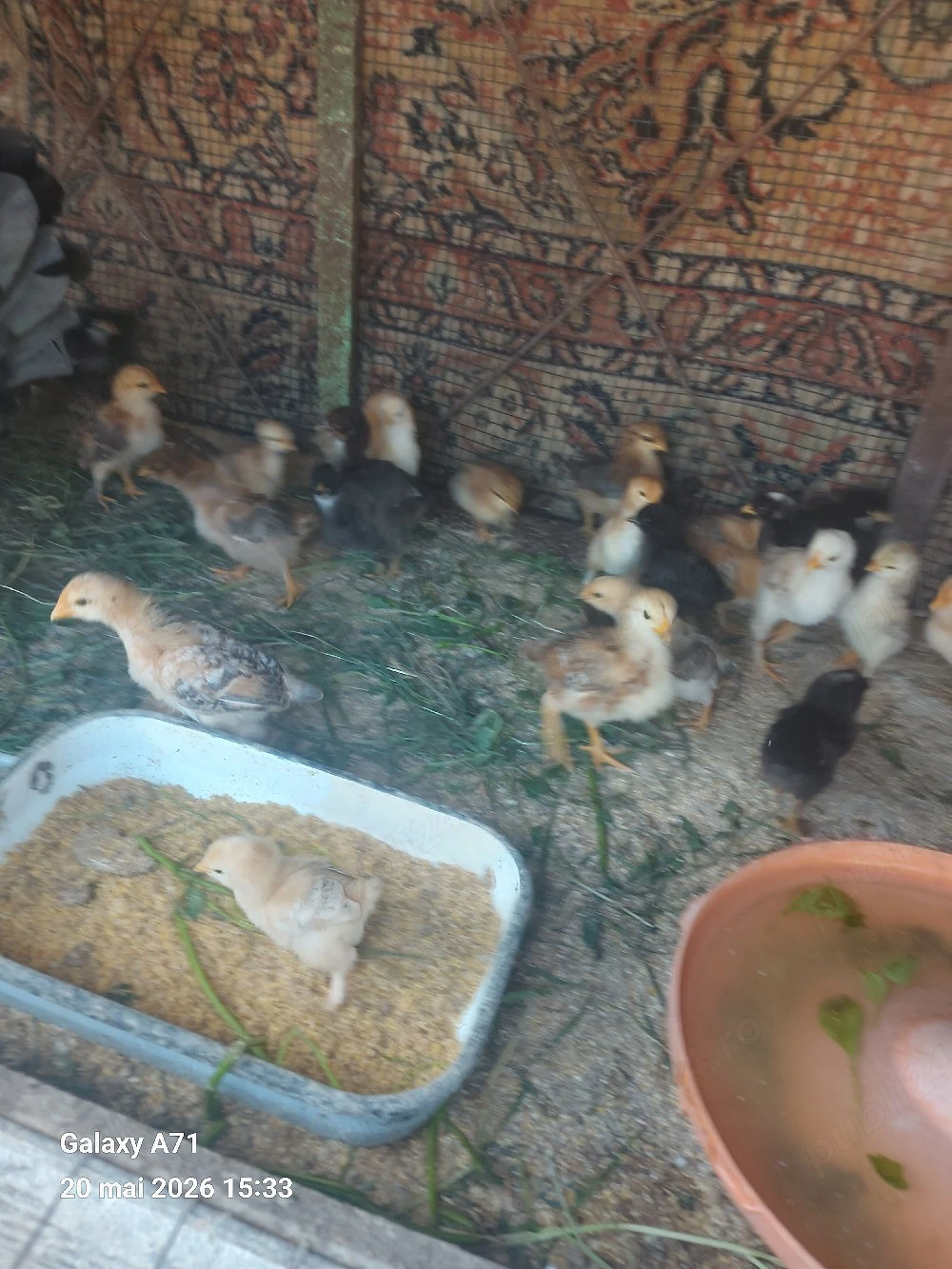 Puișori de găina 
