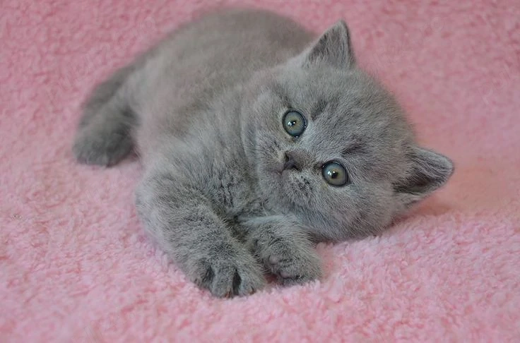British Shorthair blue 