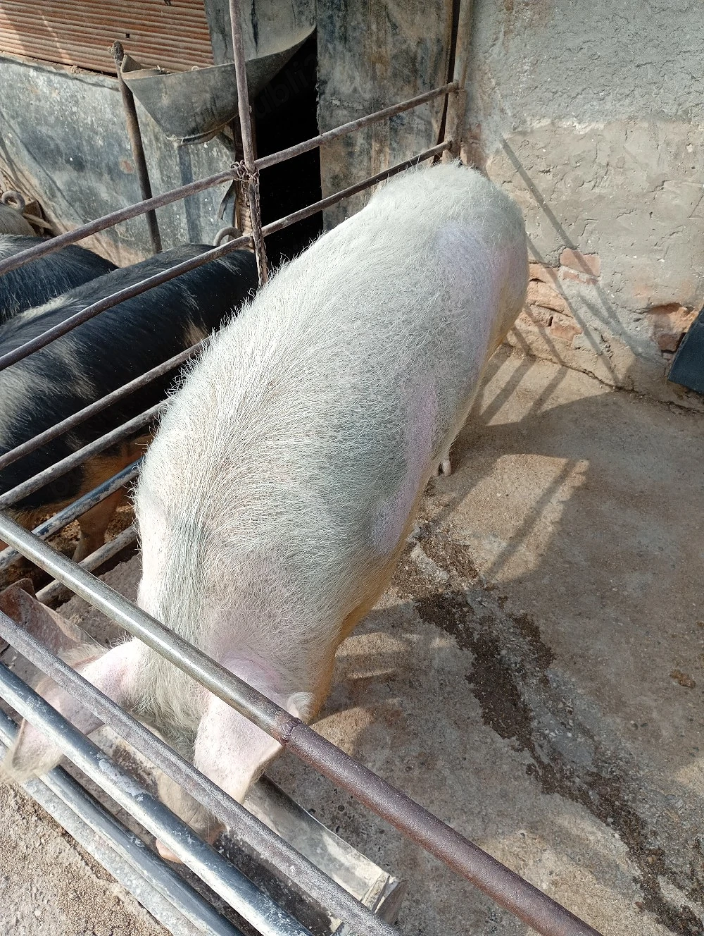 De vanzare porci 