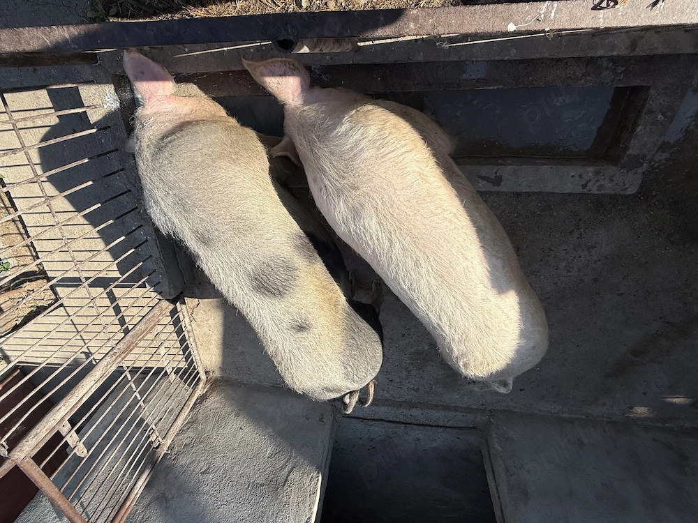 Vand 2 porci,pret 12 lei
