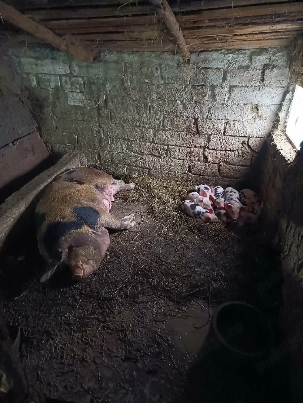 Vand Purcea cu 10 purcei Pietrain 