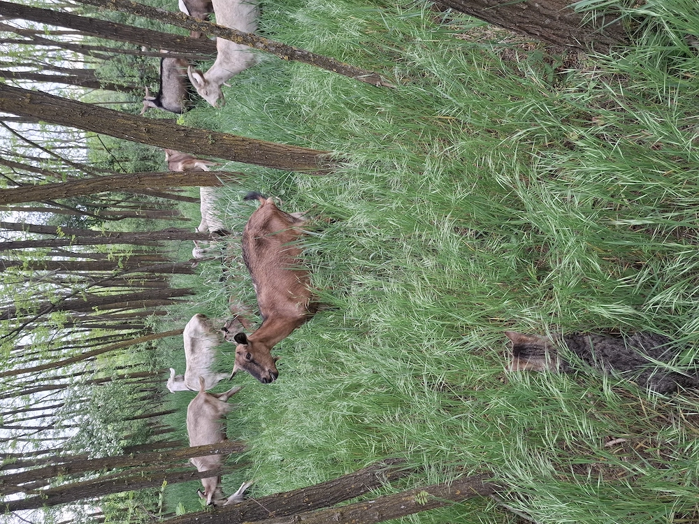 Vând capre