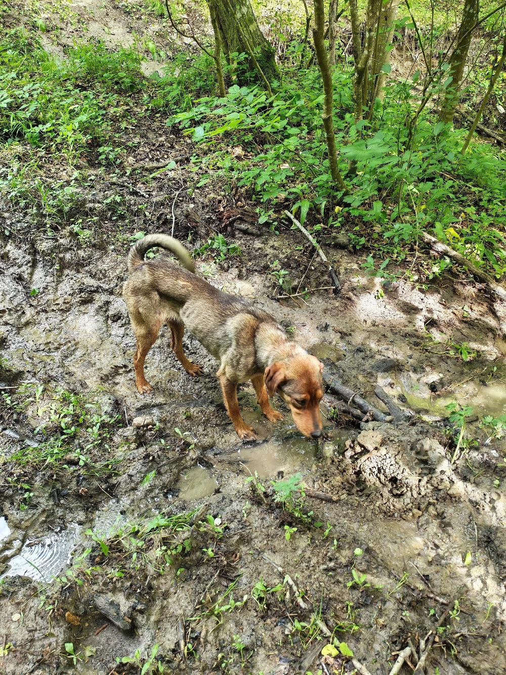 Câine de vânătoare copoi mix laika siberian schimb