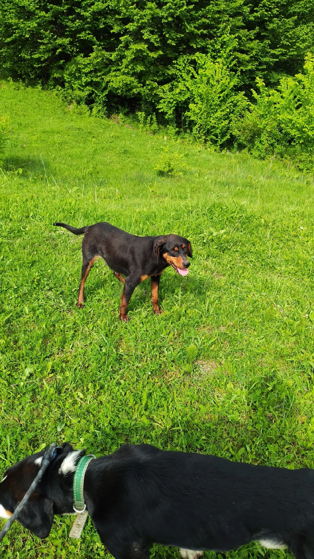 Câine de vânătoare copoi ardelenesc femelă schimb 