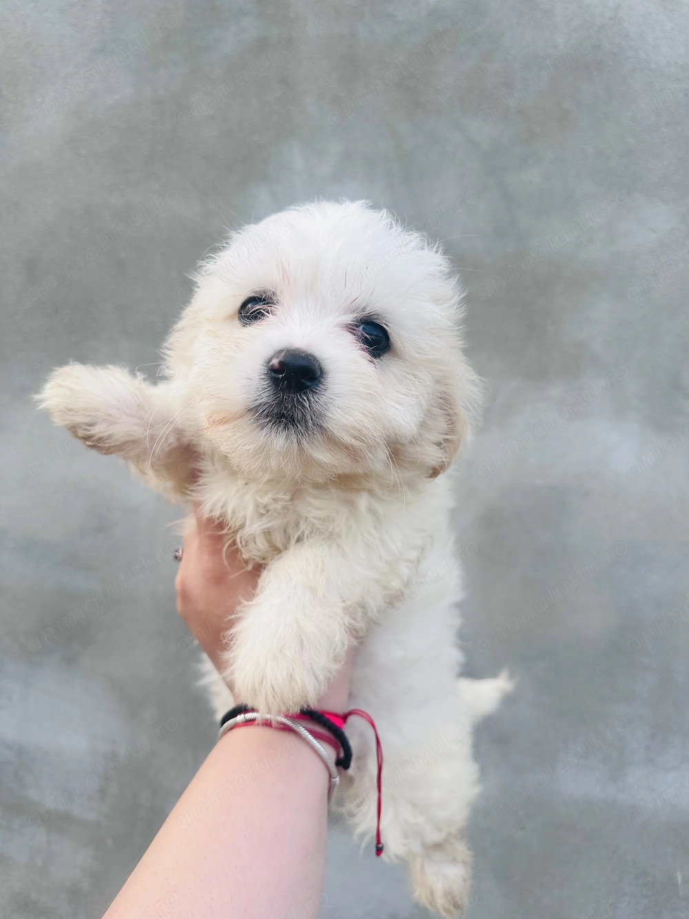 Cățeluși adorabili își caută stăpân iubitor