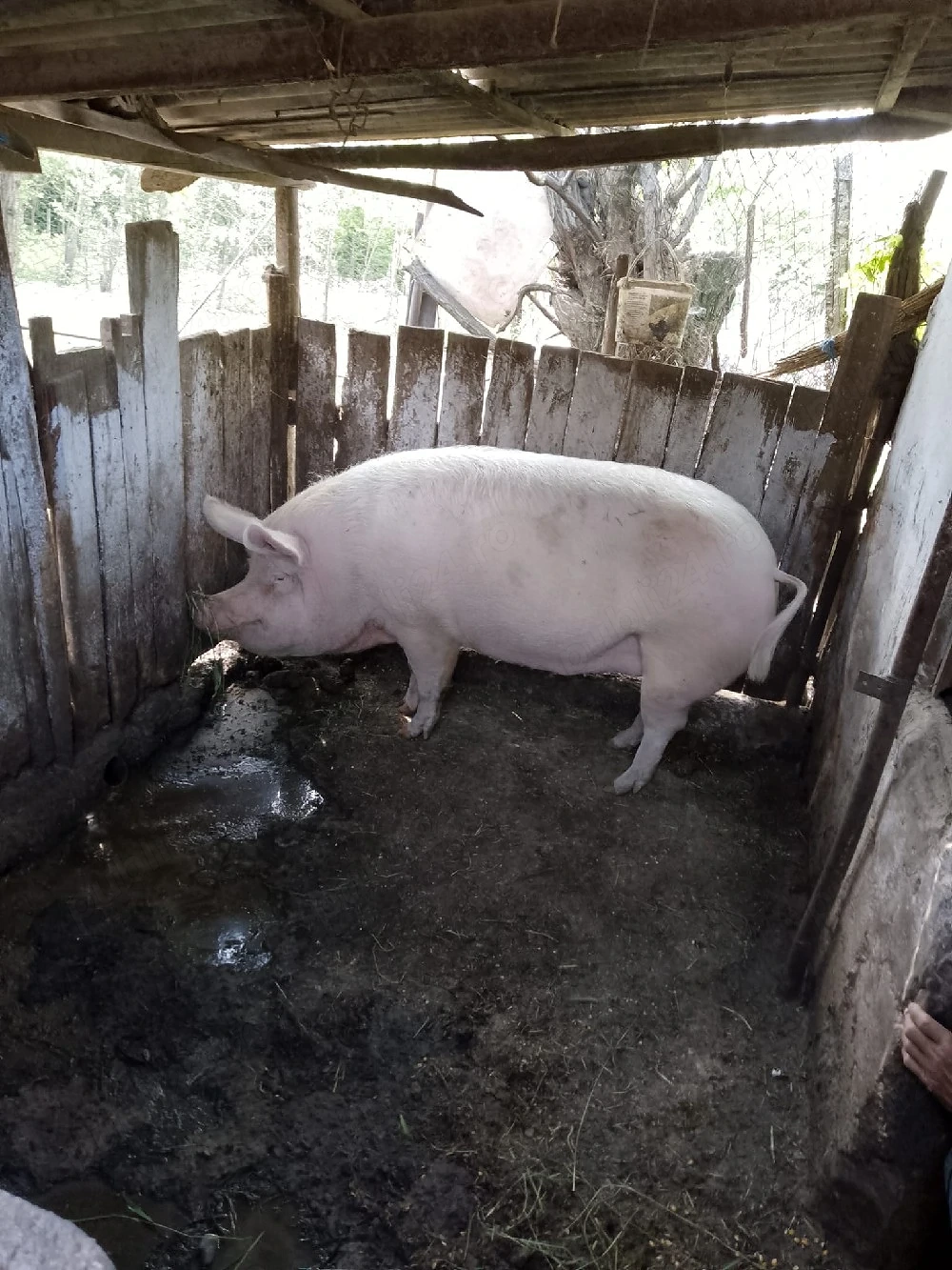 Porc de vanzare Landras 250 kg 1 an jumate vaccinat castrat  