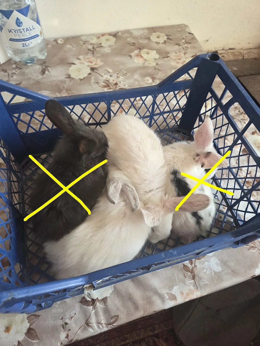 2 iepurași de 2 luni 