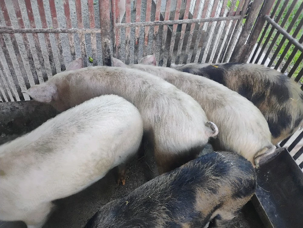 Vand Soldanii Marele Alb cu Landrace
