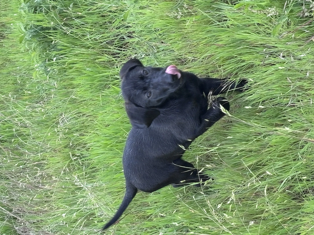 Labrador negru femela 