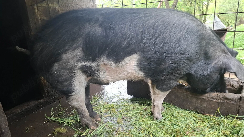 Vand porc de 200 Kg
