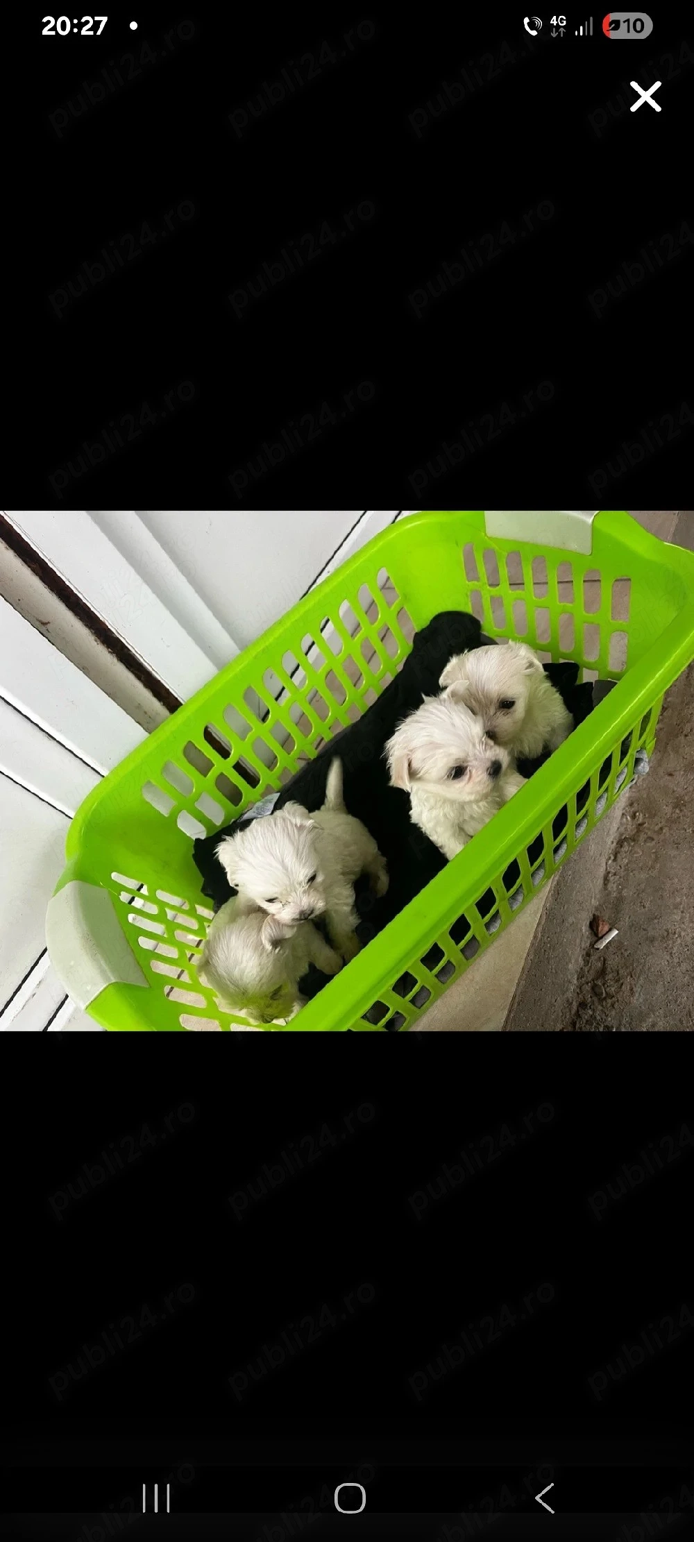 bichon maltez talie mica  2 masculi si 2 femele
