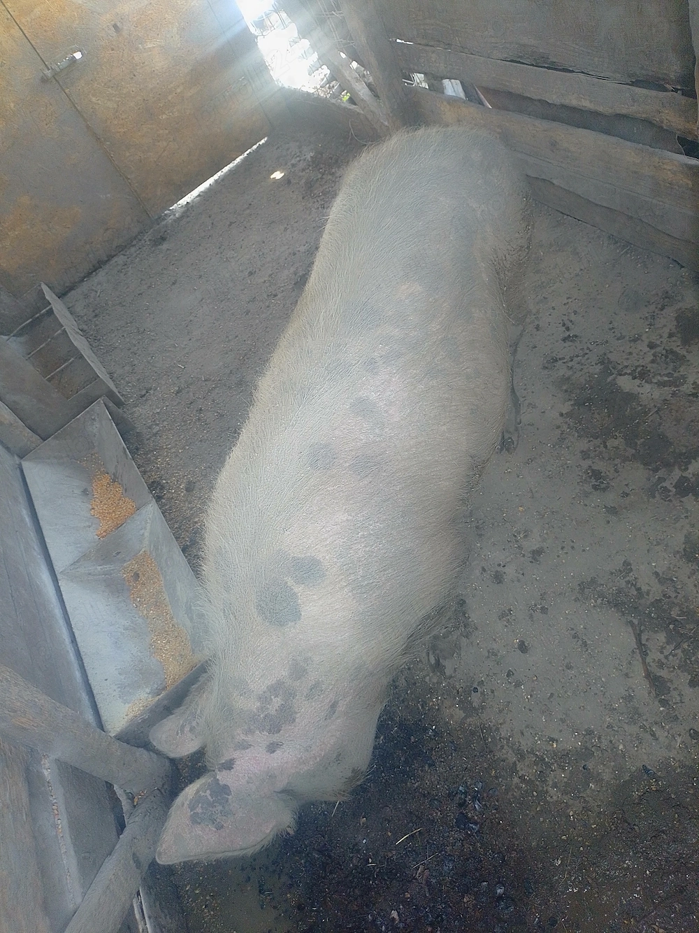 Vând porci pt sacrificat au între 90 și 130kg.