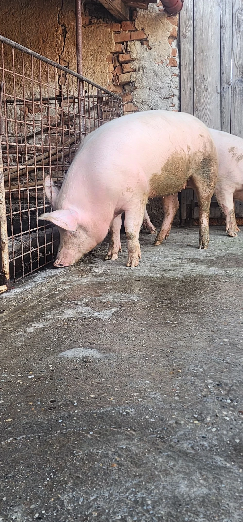 vand porci