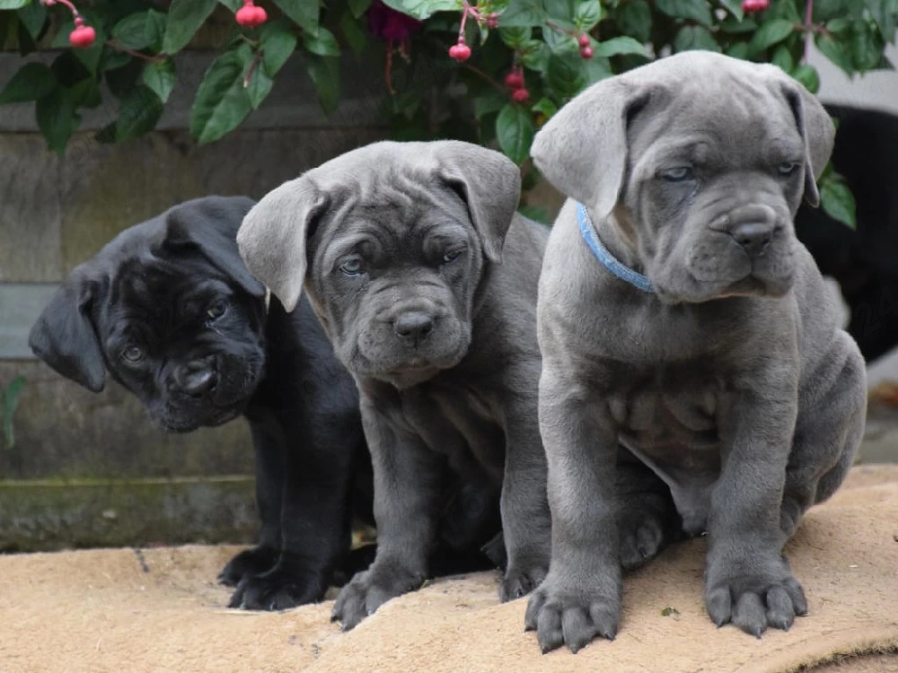 Pui cane Corso Părinți cu pedigree 