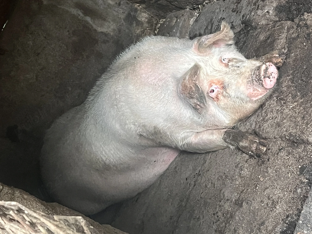 Vând Porci Pietrari 